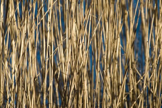 a background pattern with reeds and a frozen lake as blue background