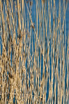 a background pattern with reeds and a frozen lake as blue background