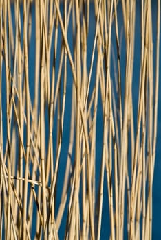 a background pattern with reeds and a frozen lake as blue background