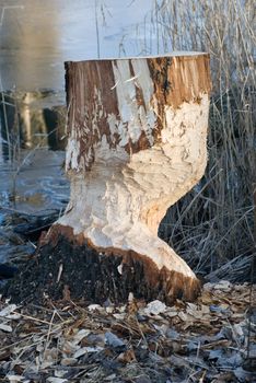 a tree heavily cropped of by beavers with wood shavings around the tree