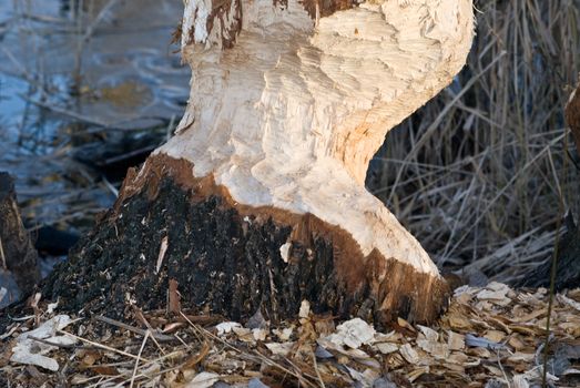 a tree heavily cropped of by beavers with wood shavings around the tree