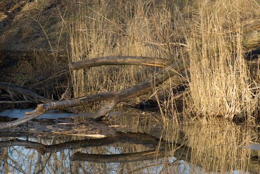 a park with a frozen lake where the fallen trees and the reeds are reflected by the ice cap