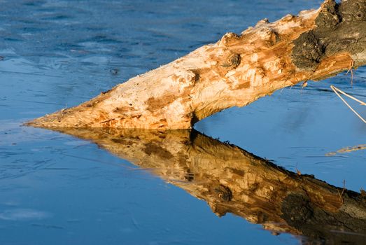 a stump in a frozen lake creating an acute triangle with its reflection lit by the wonderful light of the eveningsun