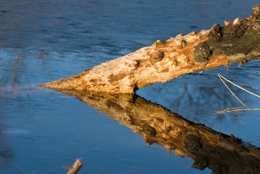 a stump in a frozen lake creating an acute triangle with its reflection lit by the wonderful light of the eveningsun