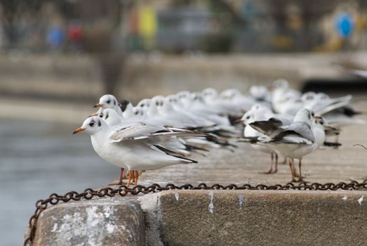 a swarm of seagulls sitting beside the danube canal in vienn
