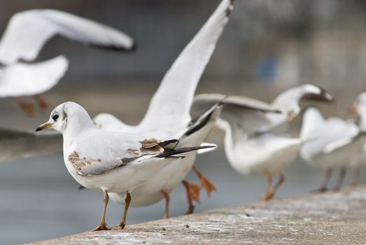 seagulls taking off beside the danube canal in vienna