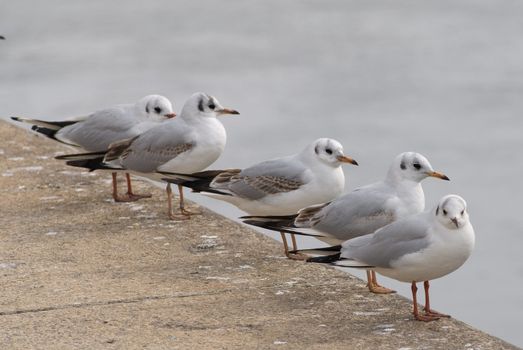 seagulls sitting beside the danube canal in vienna