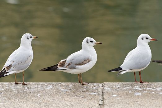 seagulls sitting beside the danube canal in vienna