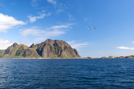 Seagull over sea near norwegian island Skrova