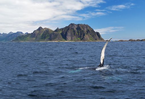 Whale in the Norwegian sea