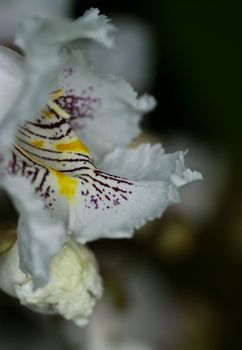 Flowers of Catalpa Tree also known as Indian Bean Tree or Cigar Tree.