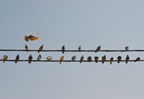 Pigeons sitting on electric wires.