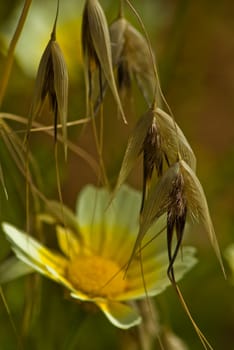Wild plants of Greek meadows.