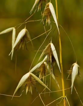 Wild plants of Greek meadows.