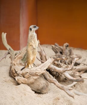 Suriсat (Suricata suricatta)