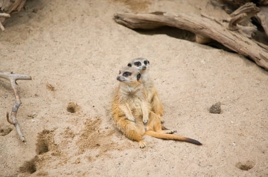 Suriсat (Suricata suricatta)