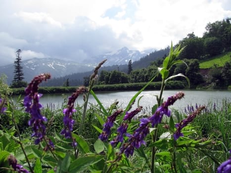 Mountains, wood, lake, water, tree, cloud, verdure, herb, glacier, snow, nature, beauty, landscape, type, background, Caucasus, relief, plants, landscape, top, flowerses