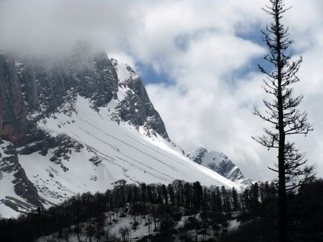 Mountains, cloud, wood, pine, declivity, glacier, snow, nature, beauty, landscape, type, background, Caucasus, relief, landscape, springtime, spine, tree