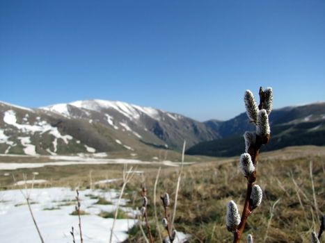 Mountains, pussy willow, blue sky, verdure, wood, springtime, declivity, hills, alpine meadow, snow, nature, beauty, landscape, type, background, Caucasus, relief, landscape, tree, game reserve