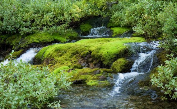 Beautiful fores green landscape and waterfall