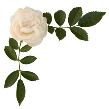 Sprig of tea-rose on the white background