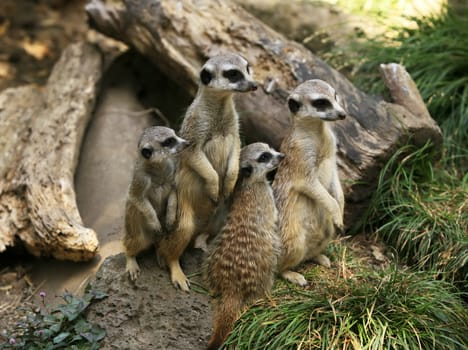 Meerkat or suricate (Suricata, suricatta) is a small mammal and a member of the mongoose family. Zoo in New Zealand