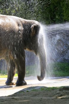 The elephant bathes in water. Zoo in New Zealand