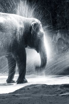 The elephant bathes in water. Zoo in New Zealand