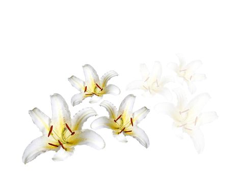 White lilys on a white background