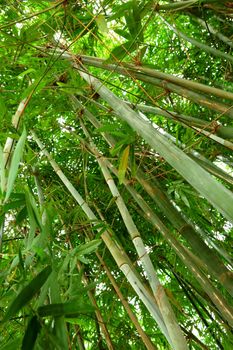 bamboo forest