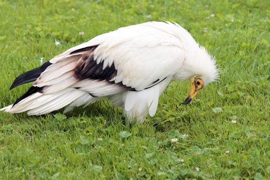 Egyptian Vulture in the grass