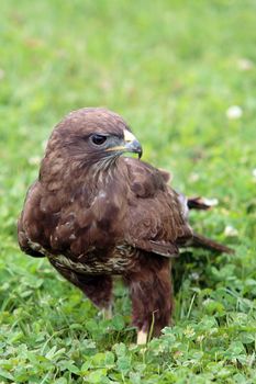 Peregrine falcon in the grass