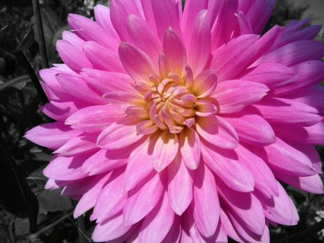 
A pink Dahlia flower in bloom.