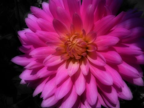 
A pink Dahlia flower in bloom.