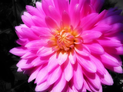 
A pink Dahlia flower in bloom.