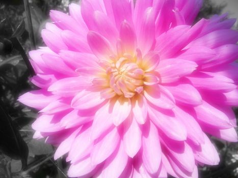 
A pink Dahlia flower in bloom.