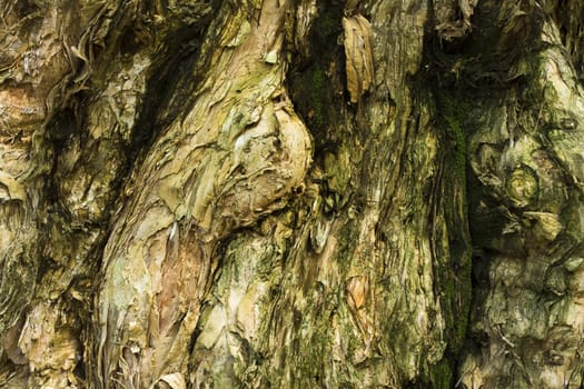 wood background for background use