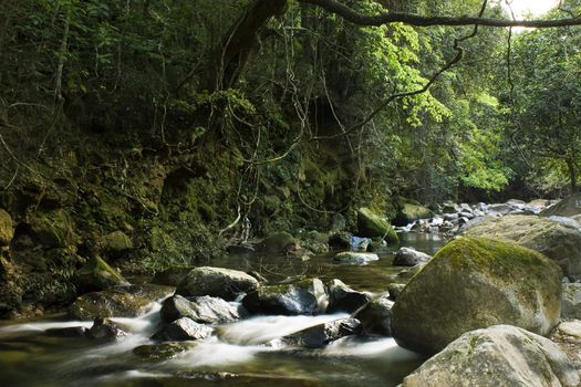 Mountain River at day and many trees