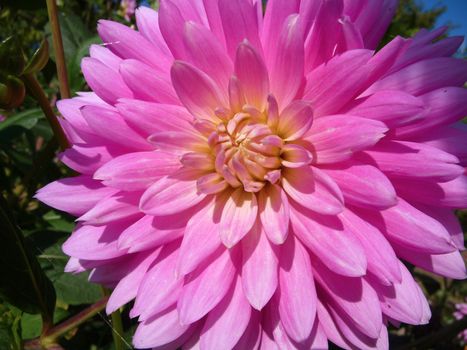 
A pink Dahlia flower in bloom.