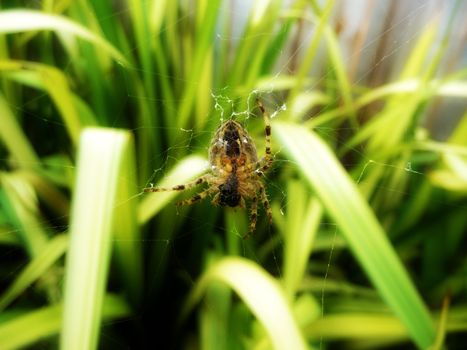 Spider on a spiders web.