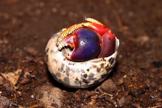 A Hermit Crab hides in a shell on Saint Kitts.