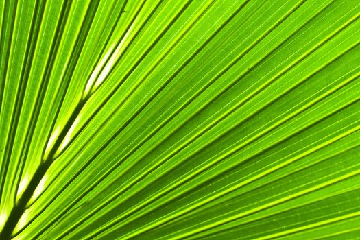 Beautiful green palm leaf background with backlighting 