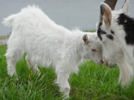 Goat with kid on a background of green field