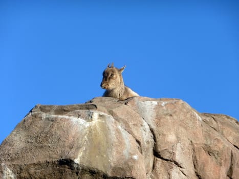 Cute goat sits behind the stone mountain on a background of blue sky