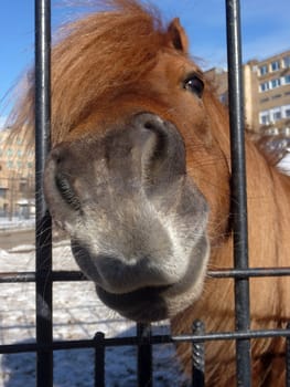 Cute horse looks from the farm fence