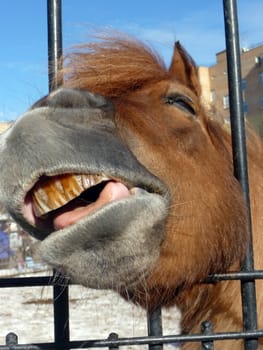 Cute horse with smile looks from the farm fence