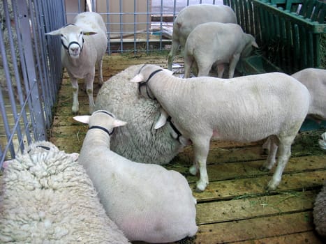 Young sheep flock at the farm exhibition