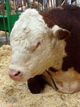 Strong curly ox at the farm exhibition