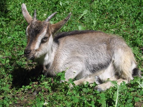 Young goat on a background of green grass