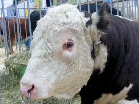 Strong curly ox at the farm exhibition